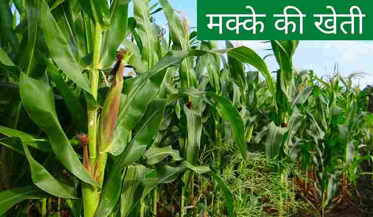 Maize Cultivation in Hindi